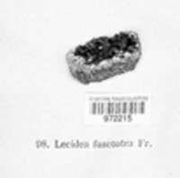 Lecidea fuscoatra image